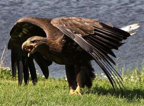 All Sizes White Tailed Sea Eagle Its Scandinavians Largest Bird Of Prey Wingspan Is In