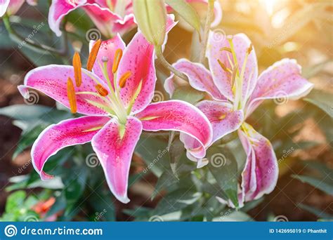 Lily Flower And Green Leaf Background In Garden At Sunny Summer Or