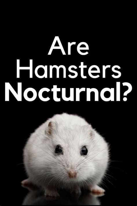 Are Hamsters Nocturnal