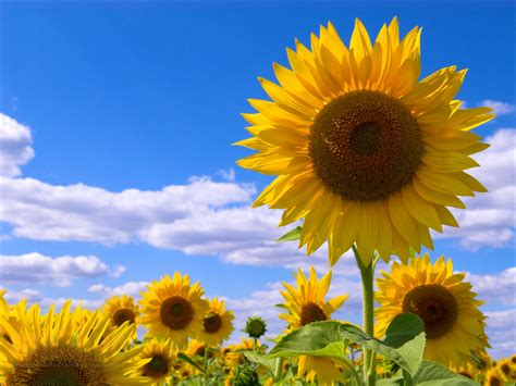 Fondos De Pantalla Cielo Campo Nubes Amarillo Verano Girasoles