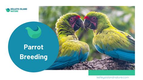 Parrot Breeding What To Look For When Choosing A Breeder