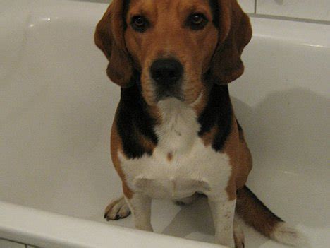 Sehen sie sich bewertungen, ratings und kontaktdaten an. Dreckiger Hund in der Wanne - Hunde-Bar, das Hund ...