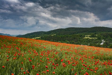 Mohnblumenfeld Foto And Bild Landschaft Äcker Felder And Wiesen