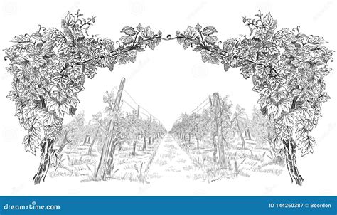 Arc From Of Grapevine With Landscape Of Vineyard Hand Drawn Horizontal