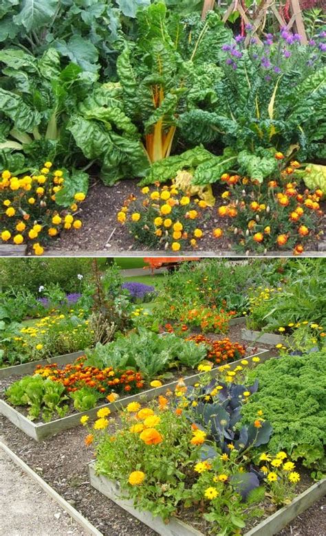 Vegetable Companion Planting Guide Vegetablegardening My Favorite