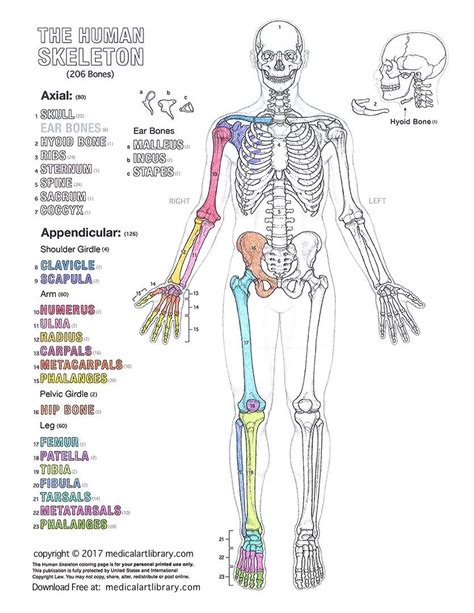 The Human Skeleton Coloring Page Learn Anatomy While Coloring Click