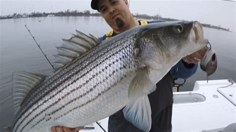 How To Catch Stripers With A Very Simple Rig That Makes A Huge