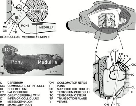 Improved Method Of Canine Decerebration Journal Of Applied Physiology