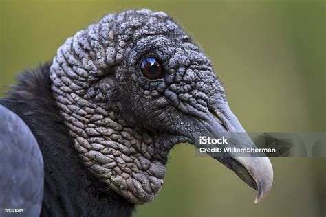 Black Vulture Portraitone Ugly Bird Stock Photo Download Image Now
