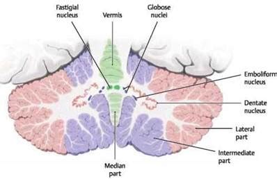 Cerebellum Atlas Of Anatomy Head And Neuroanatomy Michael Schuenke