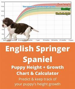 English Springer Spaniel Height Growth Chart How Will My English
