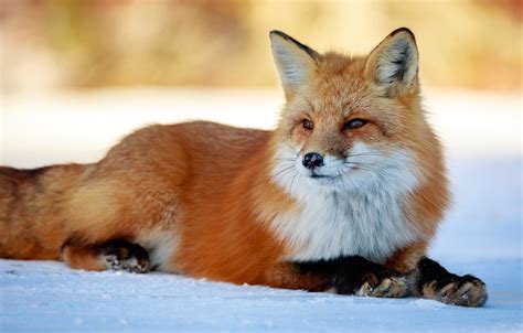 Wallpaper Winter Look Face Snow Nature Background Paws Fox