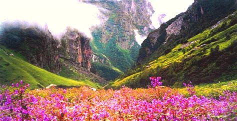 The Amazing World Valley Of Flowers National Park The Land Of