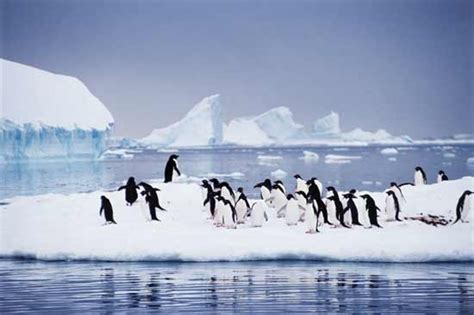 علماء يحذرون من مخاطر السياحة على البيئة في القطب الجنوبي جريدة الغد