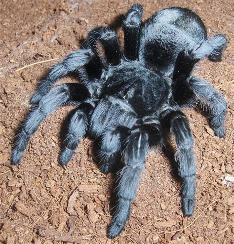 This was a custom design i traditionally and digitally drew. 17 Best images about Tarantulas on Pinterest | Metallica ...