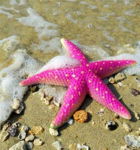 Pink Starfish Pink Animals Starfish Sea Shells
