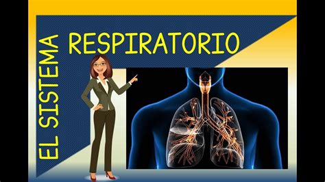 El Sistema Respiratorio Funciones Y Cuidados Del Aparato Respiratorio