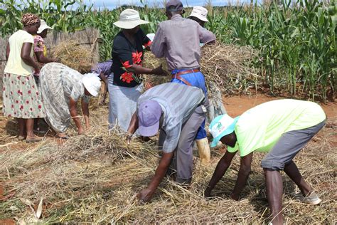 ubuntu photonews smallholder farmers in zimbabwe embrace conservation agriculture to combat