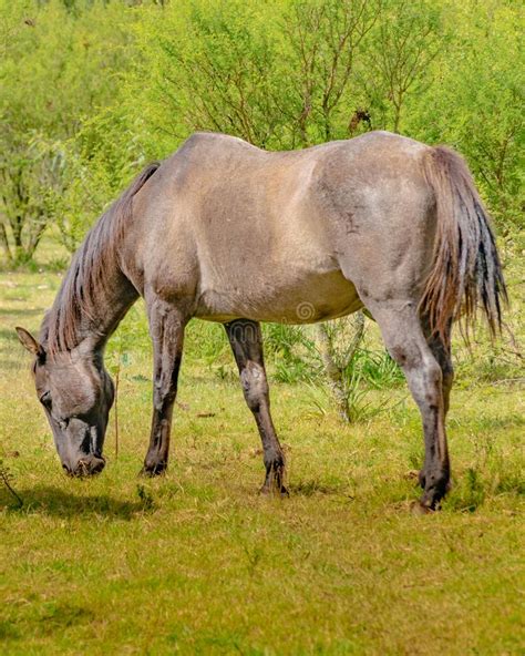 Brown Horse Eating Grass At Rural Environment Stock Image Image Of