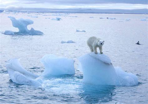 Lượng Băng Tại Biển Bắc Cực Giảm Kỷ Lục