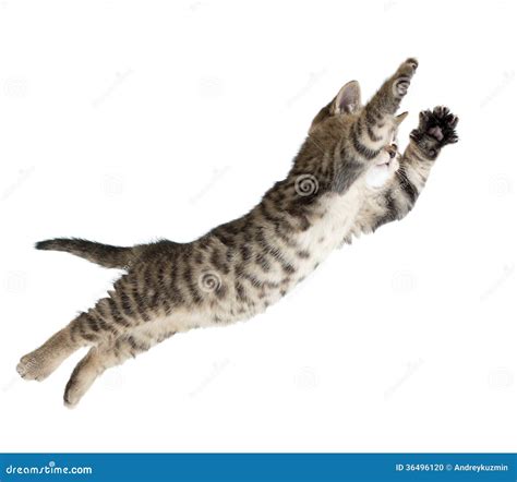 Flying Or Jumping Kitten Cat Isolated Stock Photo Image 36496120