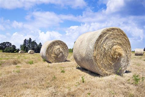 Round Hay Bales In Australian Farm Landscape Stock Image Image Of