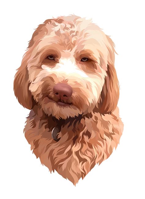 Labradoodle Free Images At Vector Clip Art Online