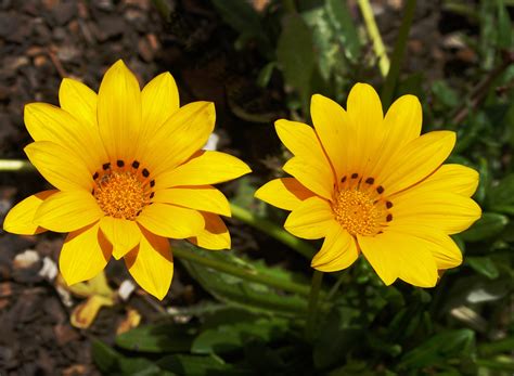 #gazania #flowers #flower photography #photographers on tumblr #original photographers #nature #garden. Gazania rigens - Wikiwand
