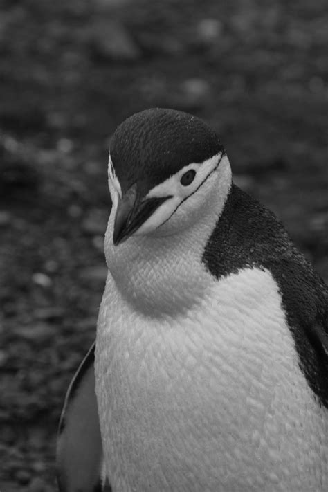 Chinstrap Penguin World Of Penguins
