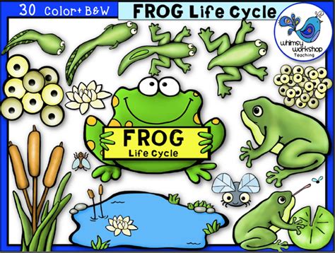 Life Cycle Frog Whimsy Workshop Teaching