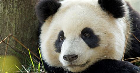 Facial Recognition To Be Used In Panda Conservation — Z6 Mag