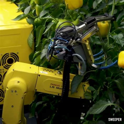 Sweet Pepper Harvesting Robot