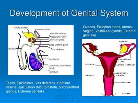 Ppt Anatomy Of The Female Genital System Powerpoint Presentation The