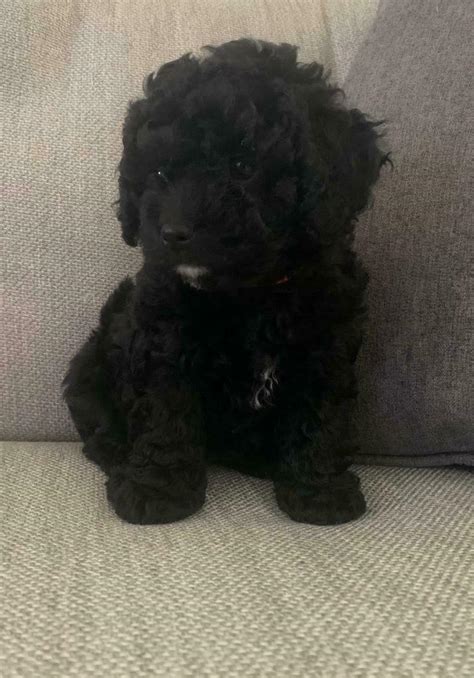 1 Beautiful Black Girl Left Gorgeous Cavapoo Puppies In Broadstairs