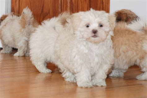 451 likes · 12 talking about this. SHIH POO puppies FOR SALE ADOPTION from Bradford Ontario Toronto @ Adpost.com Classifieds > USA ...