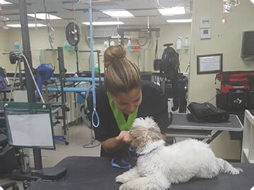 Extensive dog grooming training classes. Local Pet Grooming School in Florida | Merryfield School ...