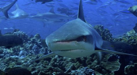 Underwater Footage Captured Of Shark Feeding Frenzy Daily Telegraph