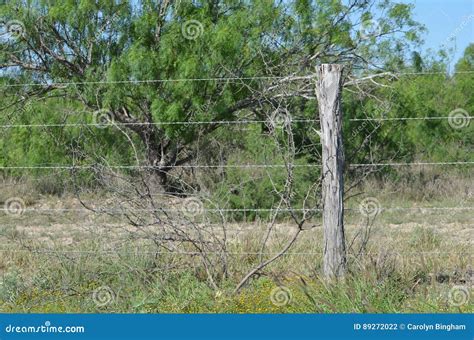 Rustic Fence Post Stock Photo Image Of Thorns Background 89272022