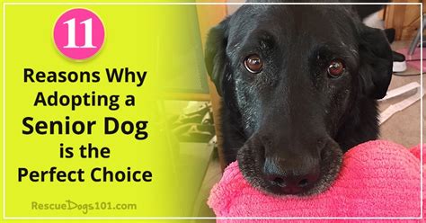 Top 11 Reasons Why Adopting A Senior Dog Is The Perfect Choice