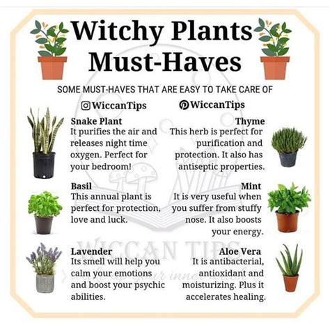 Pin By Leah On Witch ️ Witch Herbs Witch Garden Magic Herbs
