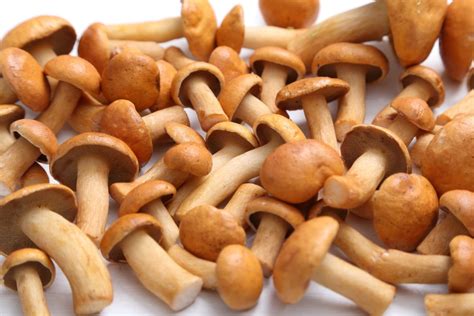 Edible Vs Poisonous Mushrooms What Is The Difference Texas