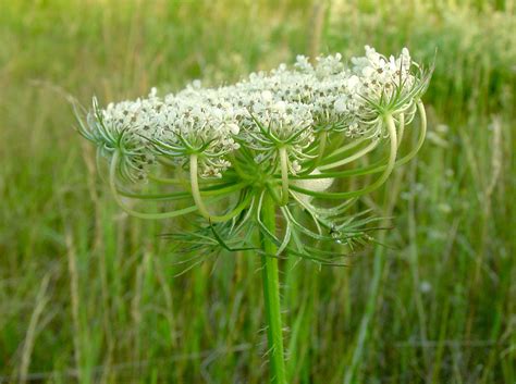 Daucus Carota Wild Carrot Go Botany