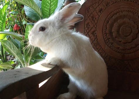 ¿cuánto Vive Un Conejo Ya Sea Enano O Doméstico Petsbioforestal