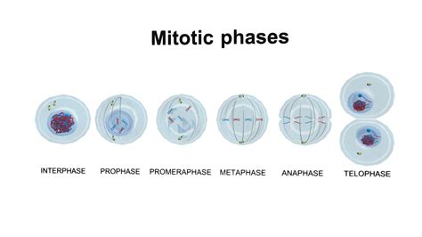 Mitosis Stages Cell Division Buy Royalty Free 3d Model By Arloopa 821f094 Sketchfab Store
