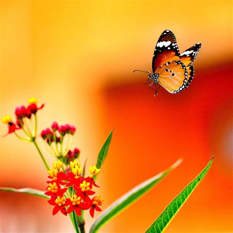Selective Focus Photography Of Butterfly Hd Wallpaper Wallpaper Flare