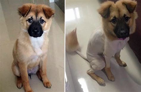 35 Funny Dog Haircuts These Dogs Are The Real Victims Of