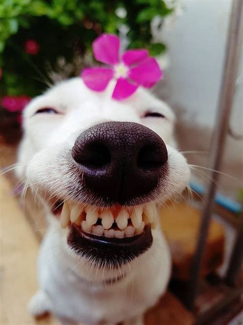A White Dog With A Pink Flower In Its Hair Is Smiling At The Camera