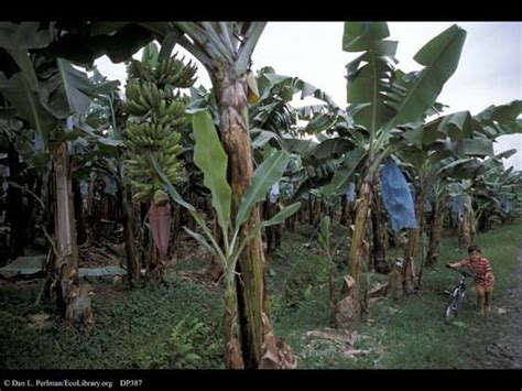 Ecolibrary Display Banana Plantation