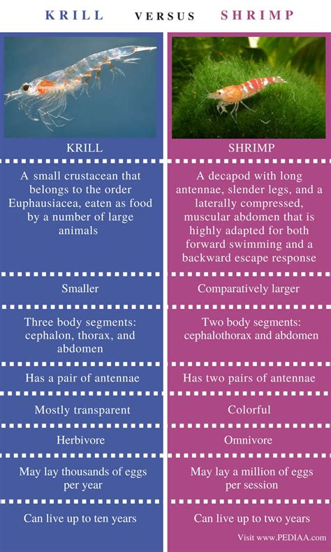 Difference Between Krill And Shrimp Pediaacom