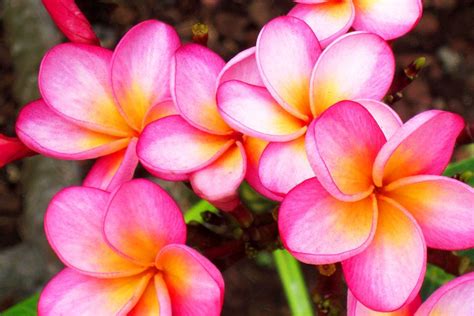 Sie können sie für dekoration, glückwünsche, romantik verwenden. Fuerteventura Blumen | FreshSurf Fuerteventura - Surfcamp ...